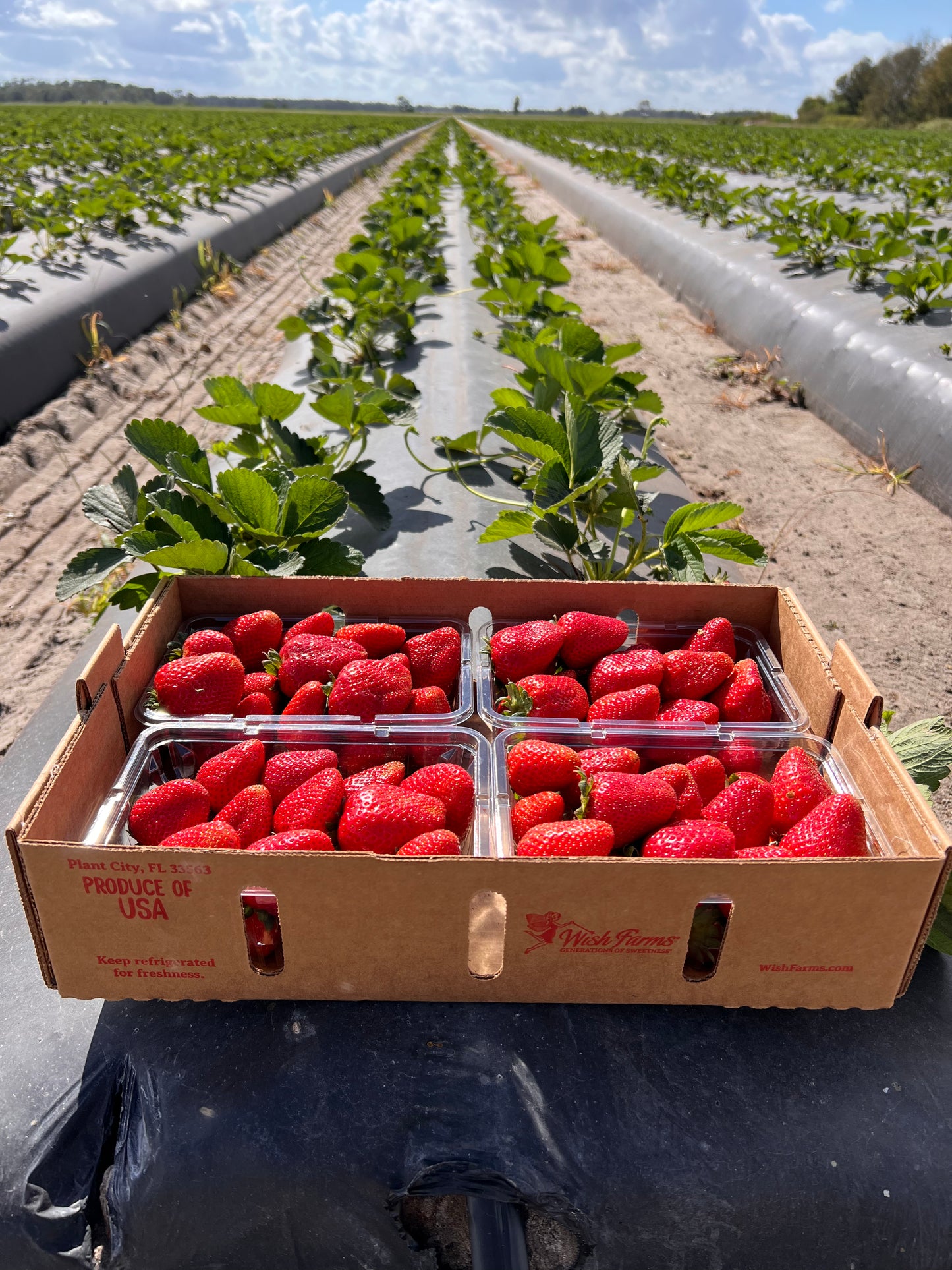 BRADENTON CHRISTIAN SCHOOL SWIM TEAM - Fundraiser Strawberries