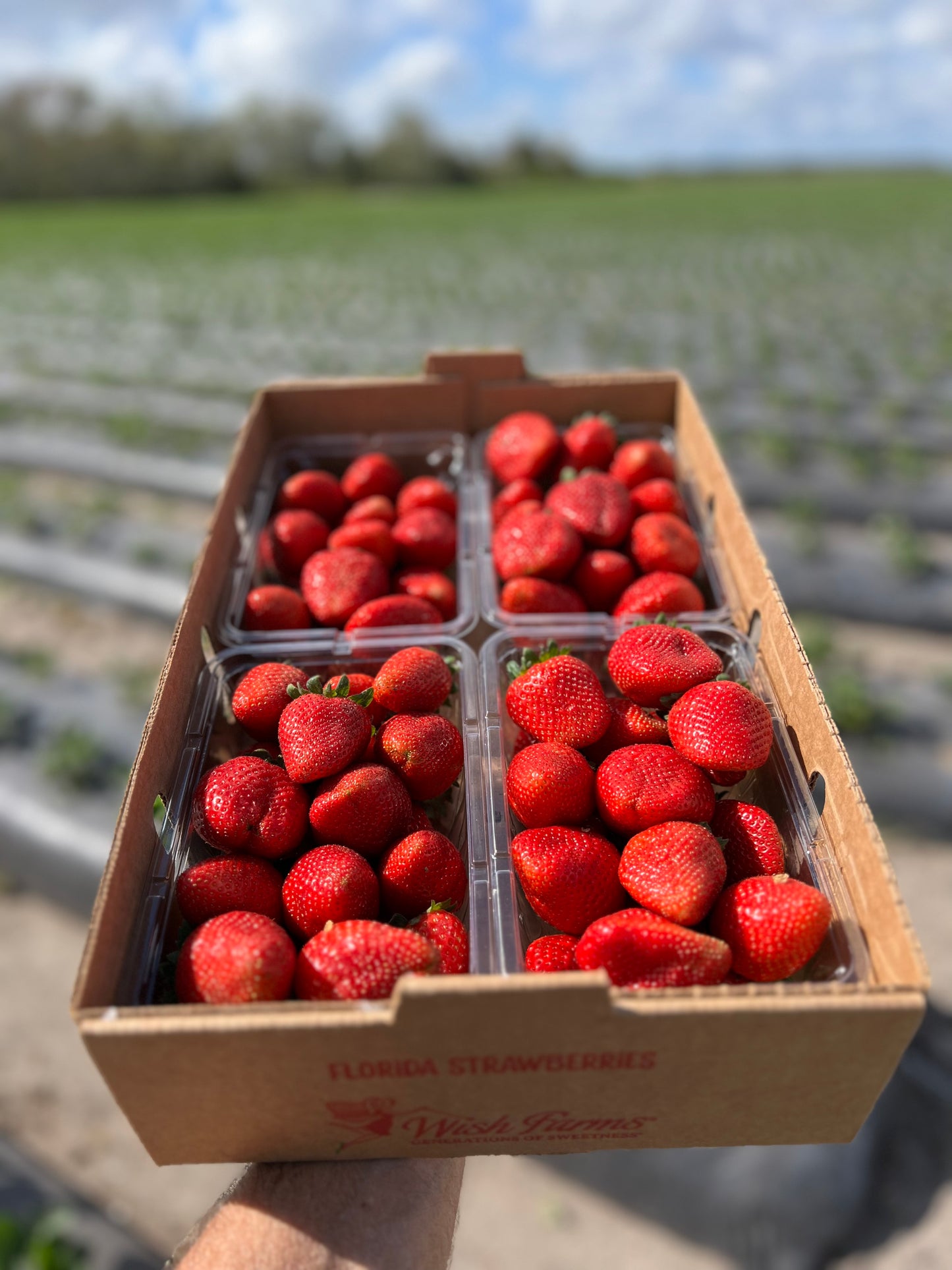 BRADENTON CHRISTIAN SCHOOL SWIM TEAM - Fundraiser Strawberries